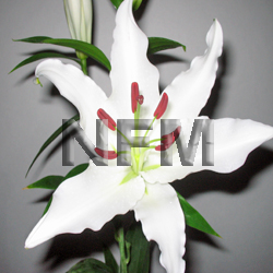 oriental lily white flowers